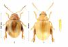 Psylliodes puncticollis
